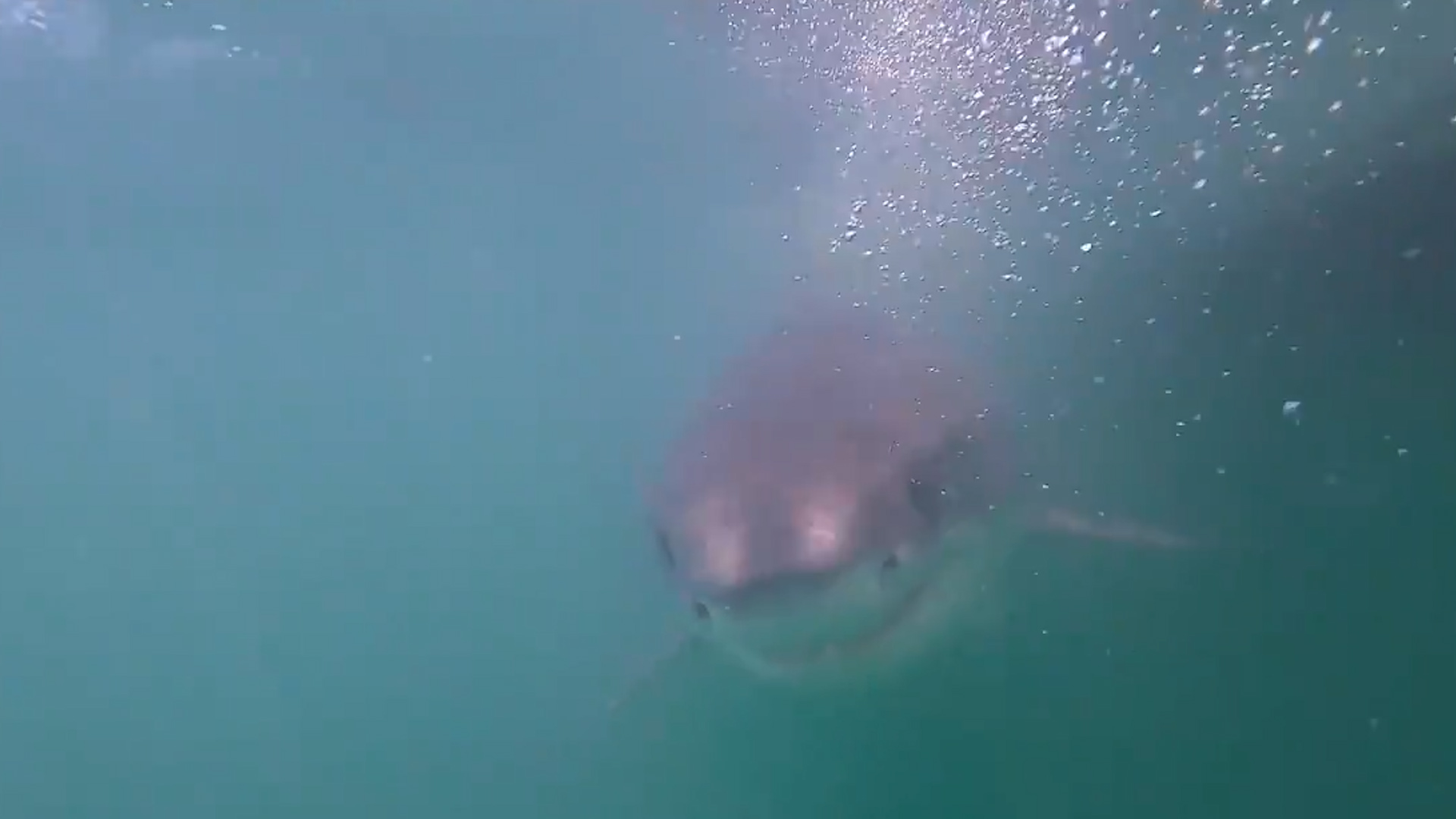 Great white sharks off Nantucket in the scientific spotlight, News & Press